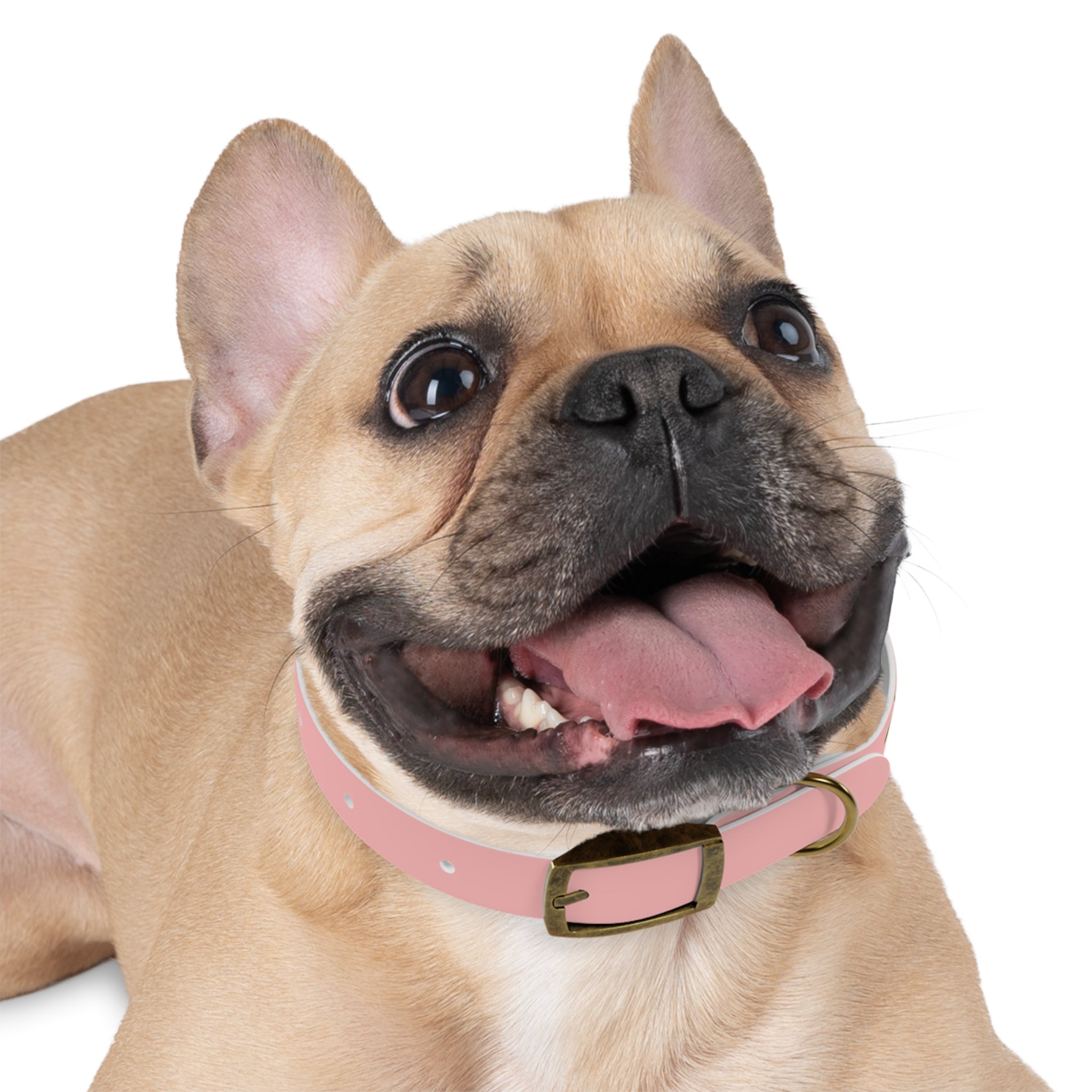 Cherry Print Dog Collar – Cute Pink Pet Collar for Small Dogs