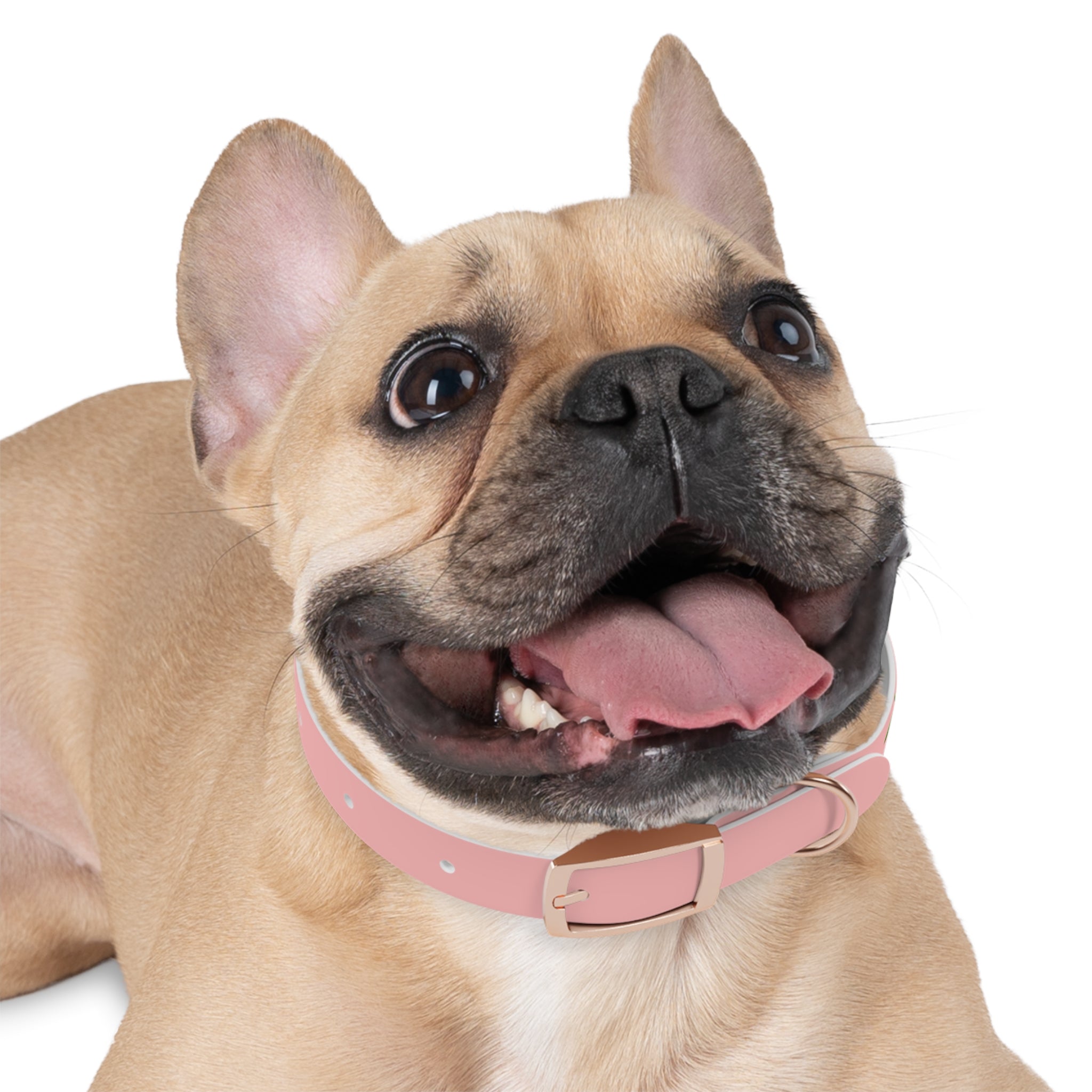 Cherry Print Dog Collar – Cute Pink Pet Collar for Small Dogs